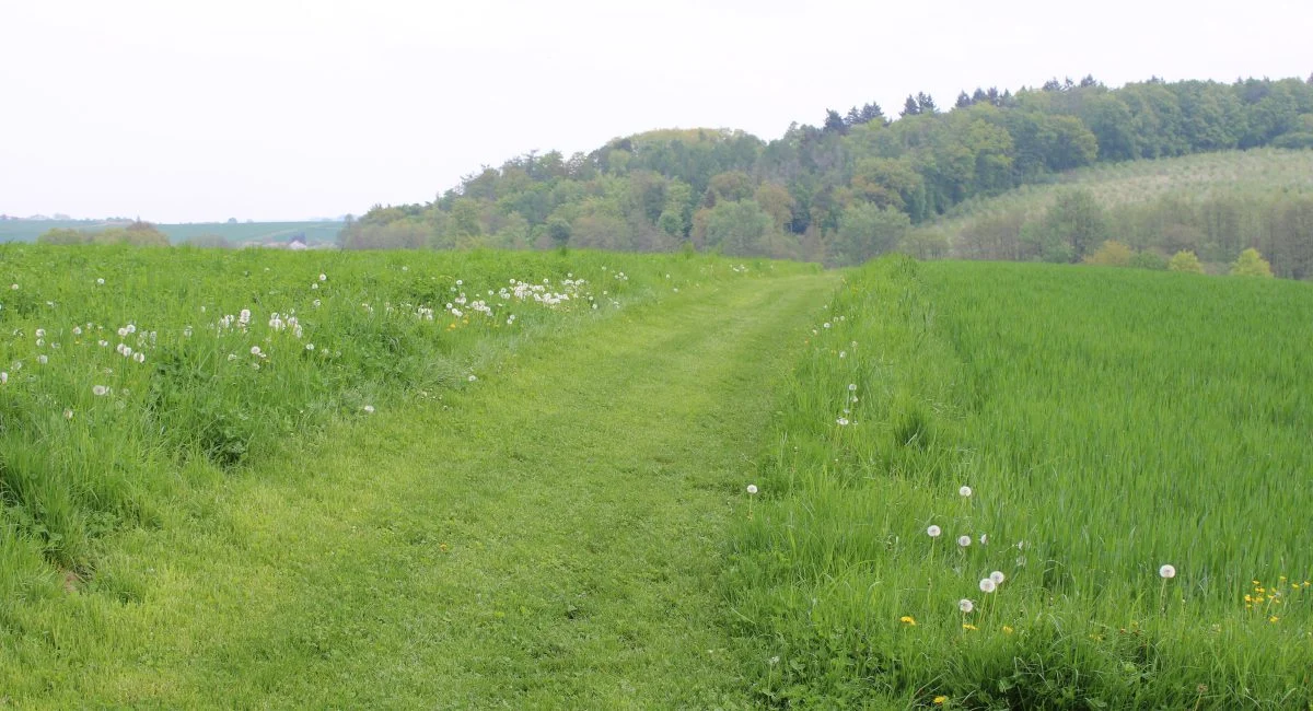 Hundewiese