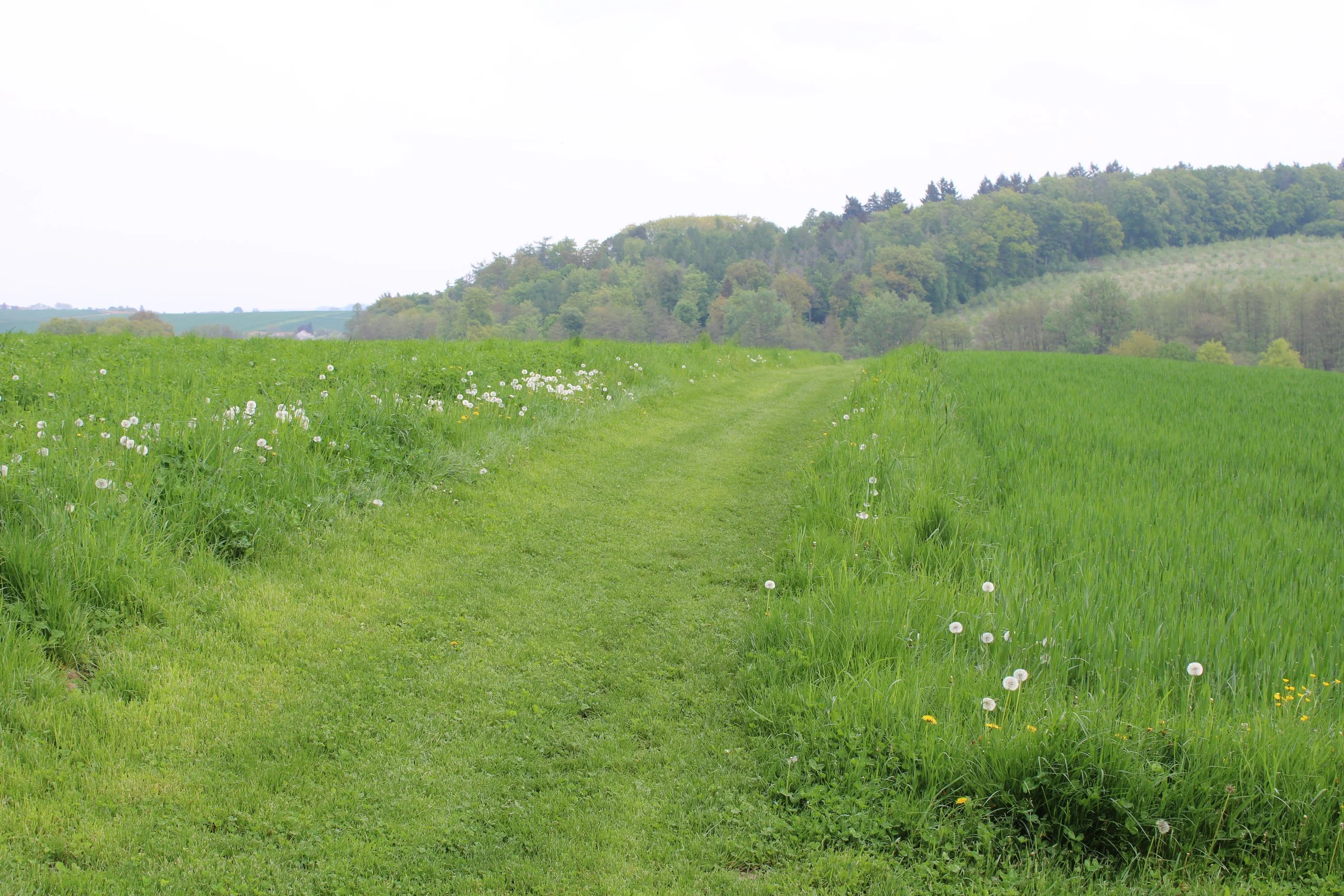 Hundeauslauf